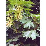 1_acer_macrophyllum.jpg